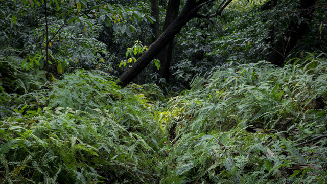 山坡上的绿色植被