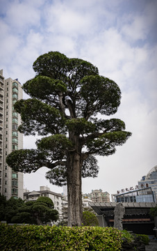 园林绿化树木造型