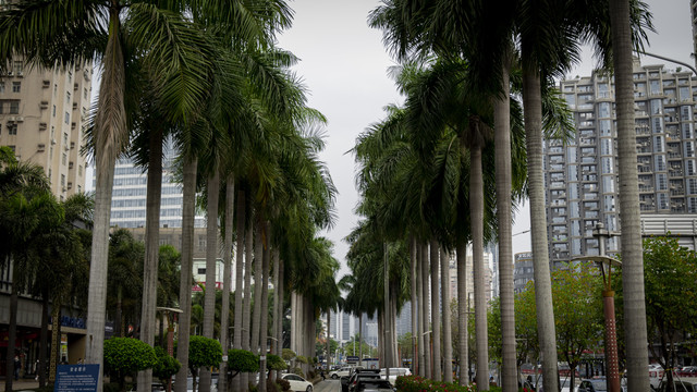 绿化景观棕榈树