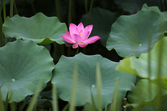 荷花蜜蜂