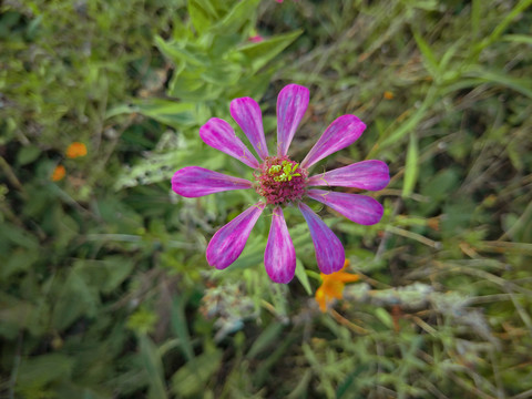 即将凋零的百日菊