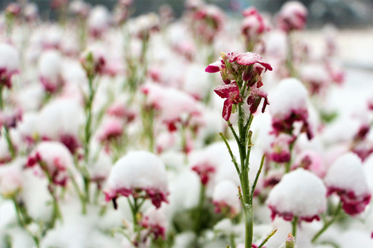 花雪