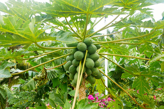 木瓜树