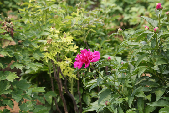 菏泽曹州牡丹园