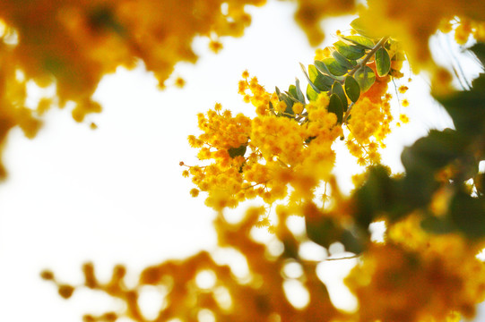 黄花背景素材