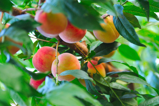 桃树成熟