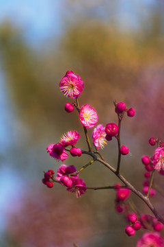 春天梅花