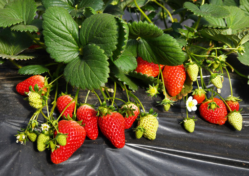 温室大棚内的红草莓