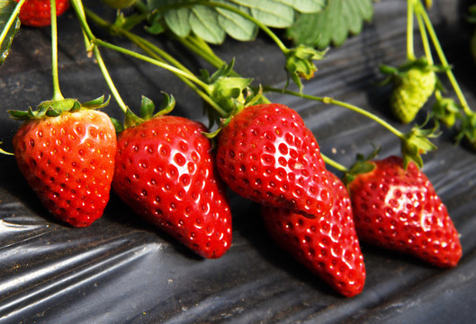 温室大棚内的红草莓