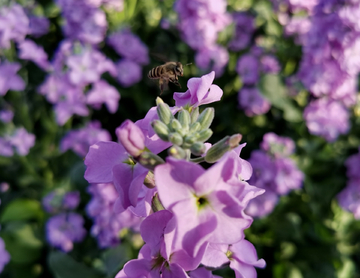 紫罗兰与蜜蜂