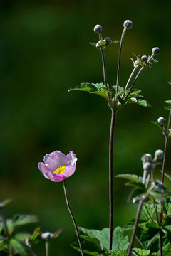 野棉花