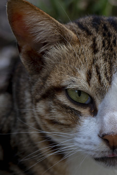 狸花猫特写