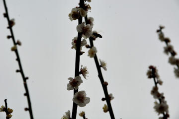 梅花枝头
