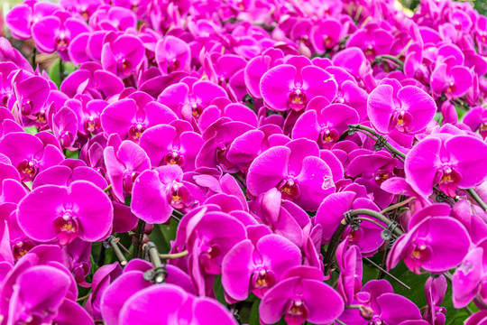紫色蝴蝶兰