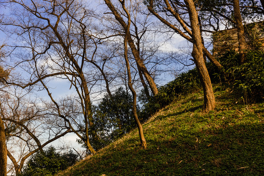 山坡树林