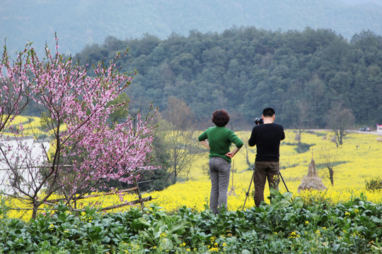 婺源江岭梯田油菜花