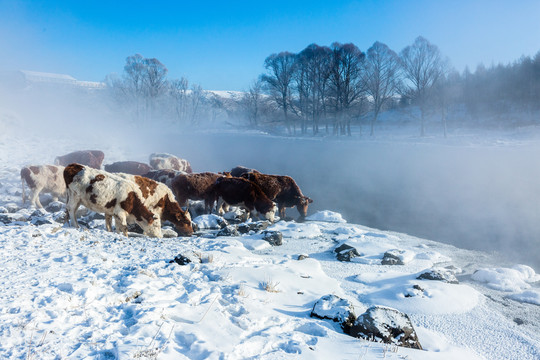 冬季河流牛群