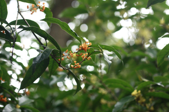 桂花开满树