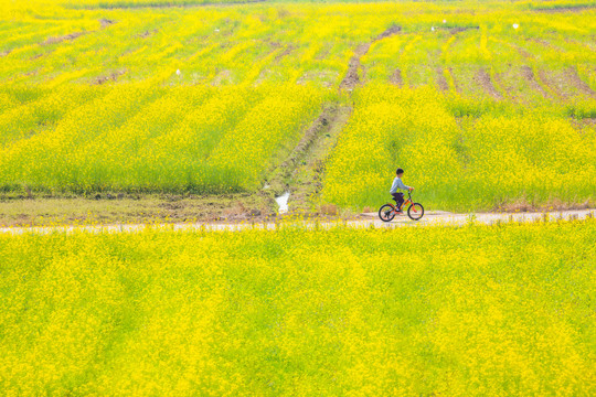 骑自行车穿越油菜花田的小孩