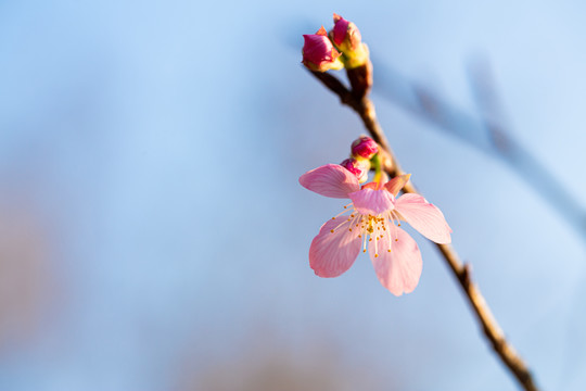 樱花开