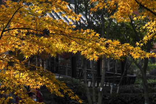 南京秋日枫景