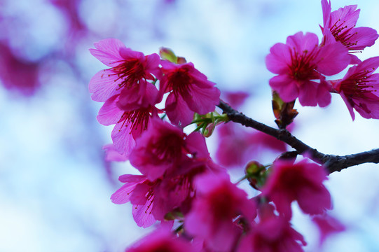 樱花烂漫