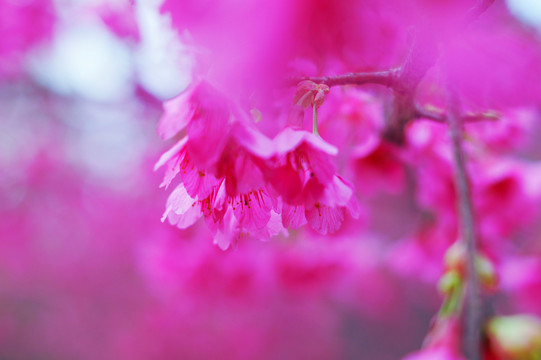 樱花烂漫