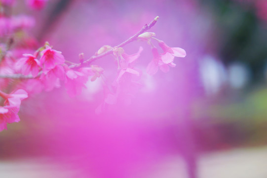 樱花烂漫