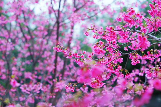 樱花背景