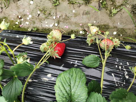草莓园里的草莓