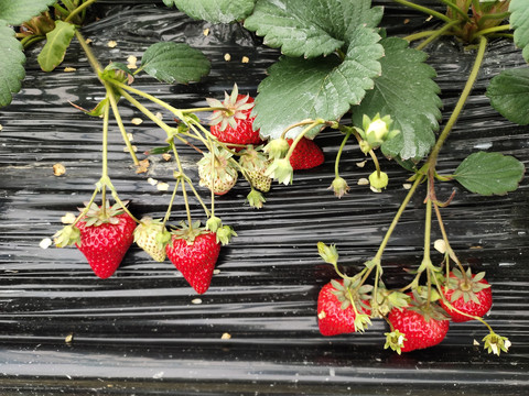 草莓种植园内景特写