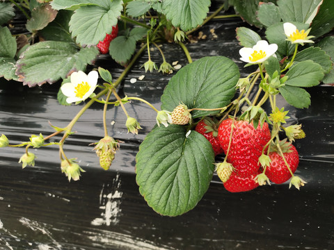 草莓生态采摘园