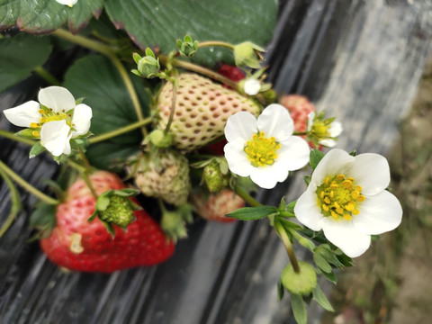 草莓花与果