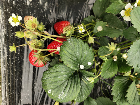 草莓植株特写