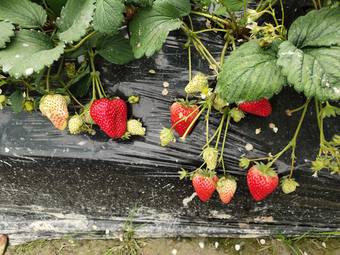 红草莓与青草莓对比图