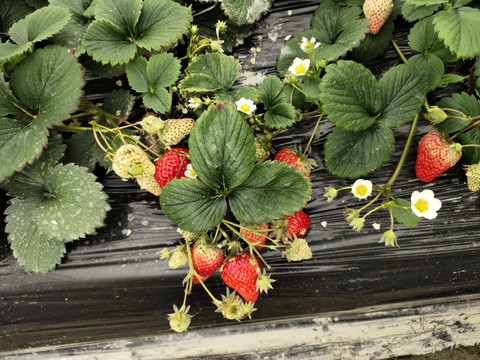 草莓采摘园一角的草莓