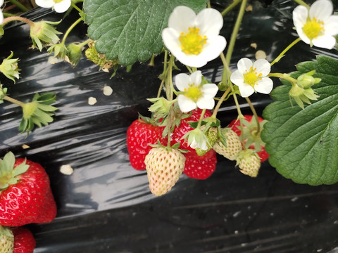 草莓花与草莓
