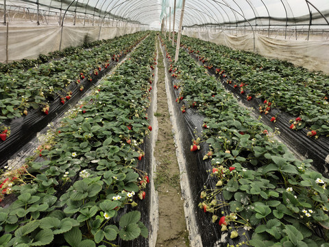 温室里的草莓