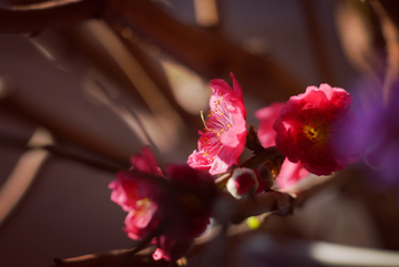 春桃花开