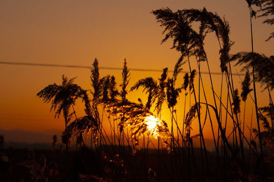 夕阳下的卢苇草