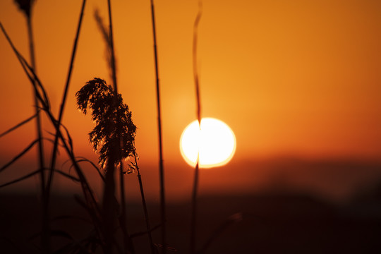 夕阳下的卢苇草