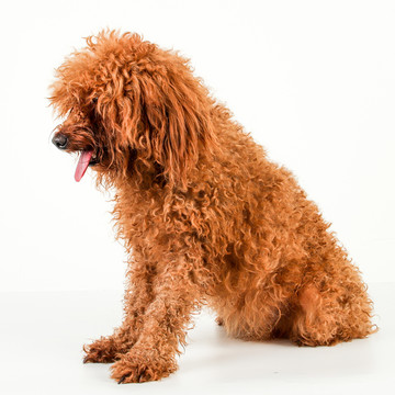泰迪狗贵宾犬