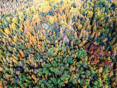 无人机航拍秋季多彩森林