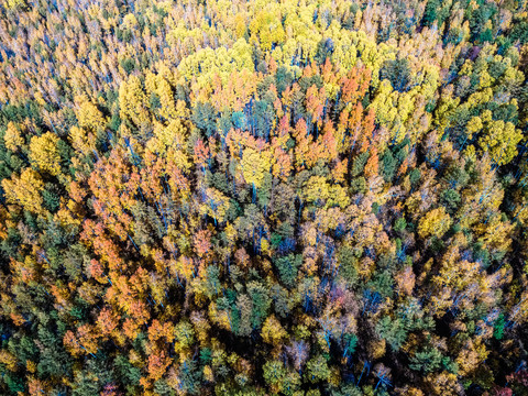 航拍秋季多彩原始森林
