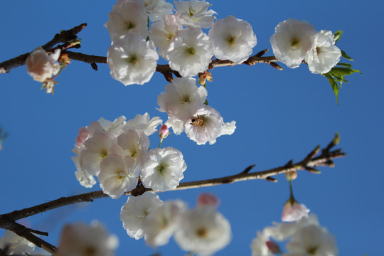 樱花