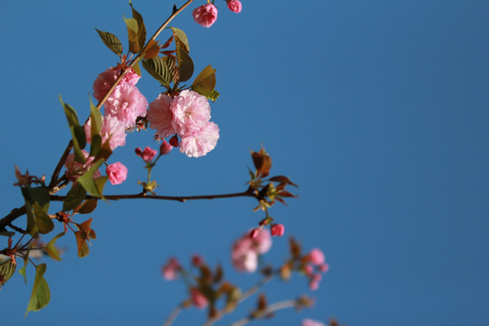 粉色樱花