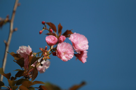 粉色樱花