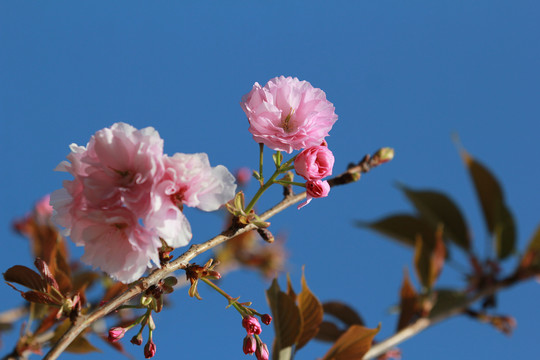 粉色樱花