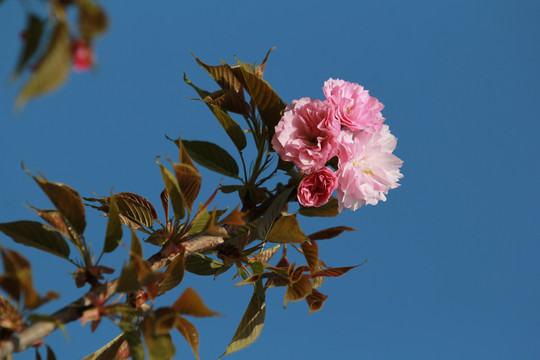 粉色樱花