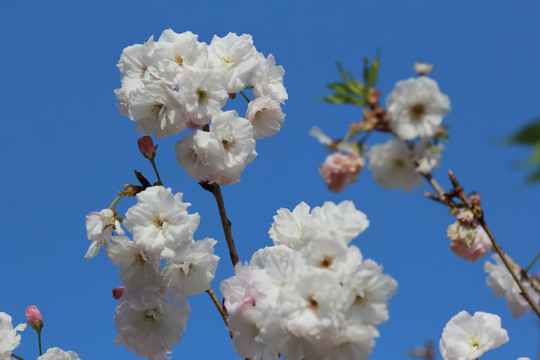 粉色樱花